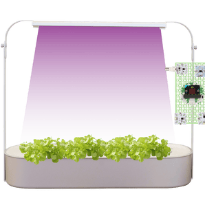 Smart hydroponics growing system with LED grow light and lettuce seedlings in basin | Forward Education